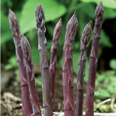 Purple Passion Asparagus