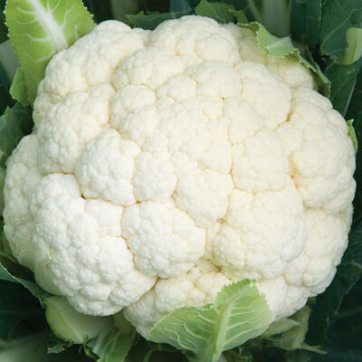 Skywalker Cauliflower