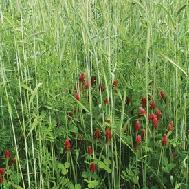 Fall Green Manure Mix Cover Crop Seed