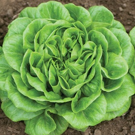 Salanova&reg; Green Butter Pelleted Lettuce Seed